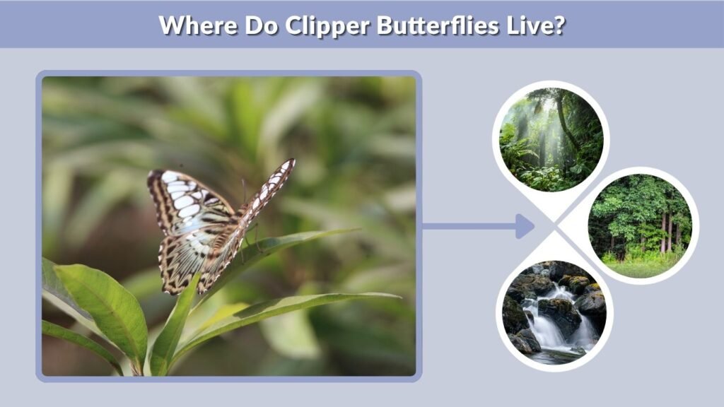 Where Do Clipper Butterflies Live?