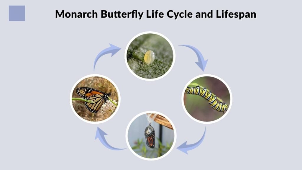 Monarch Butterfly Life Cycle and Lifespan