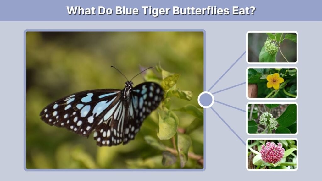 What Do Blue Tiger Butterflies Eat?