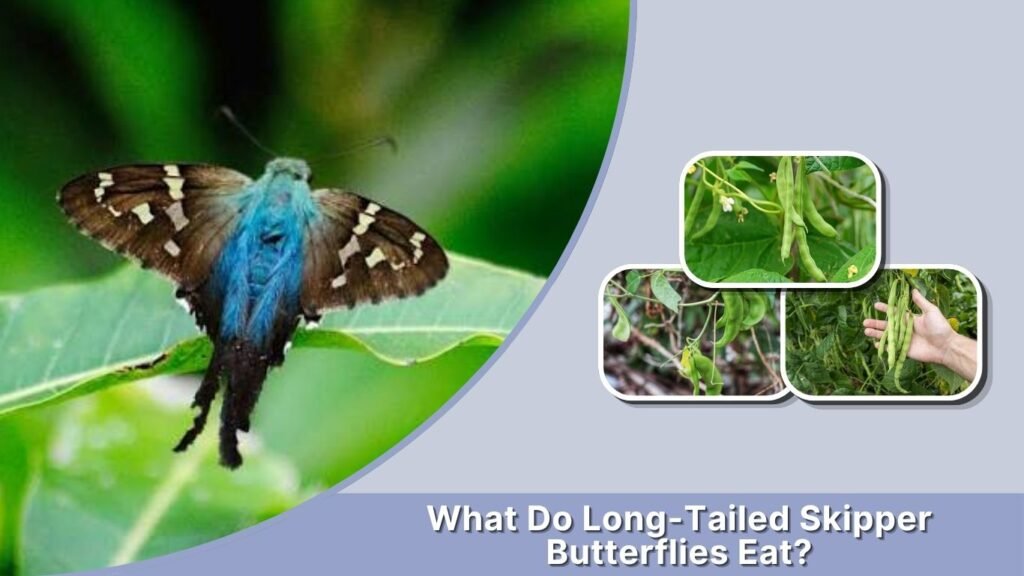What Do Long-Tailed Skipper Butterflies Eat?