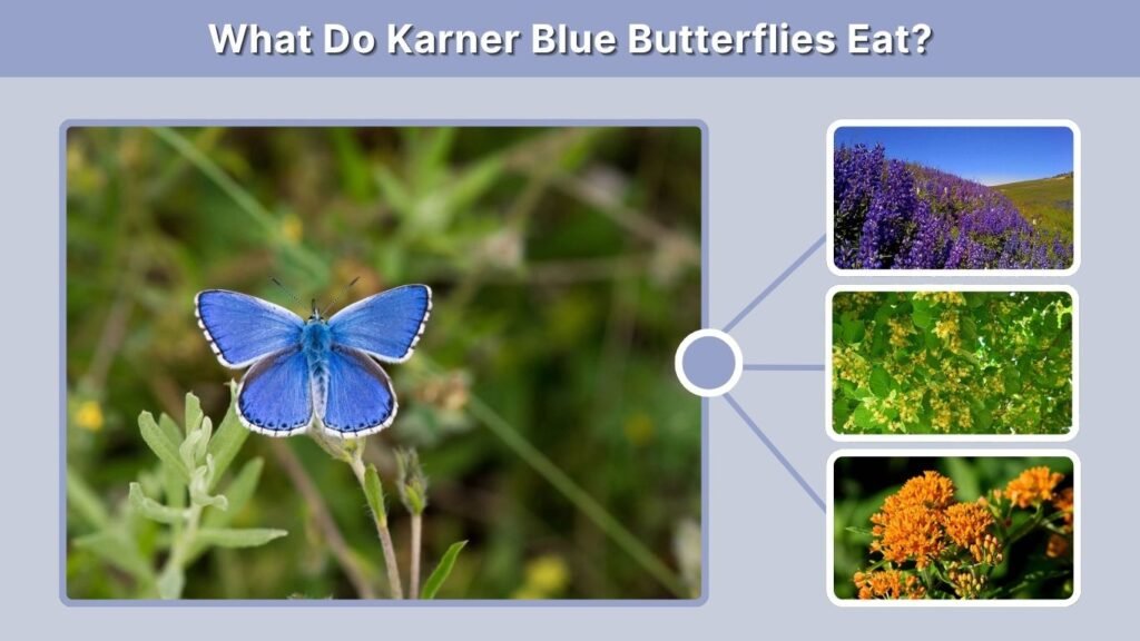 What Do Karner Blue Butterflies Eat?