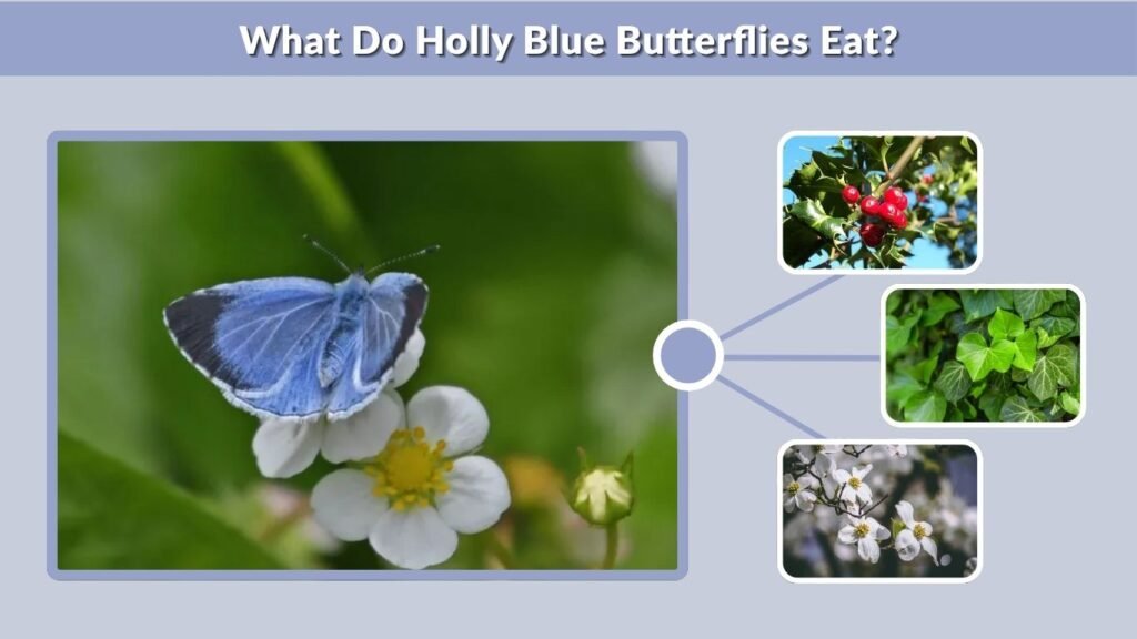 What Do Holly Blue Butterflies Eat?