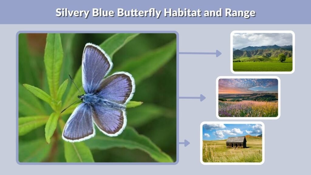 Silvery Blue Butterfly Habitat and Range