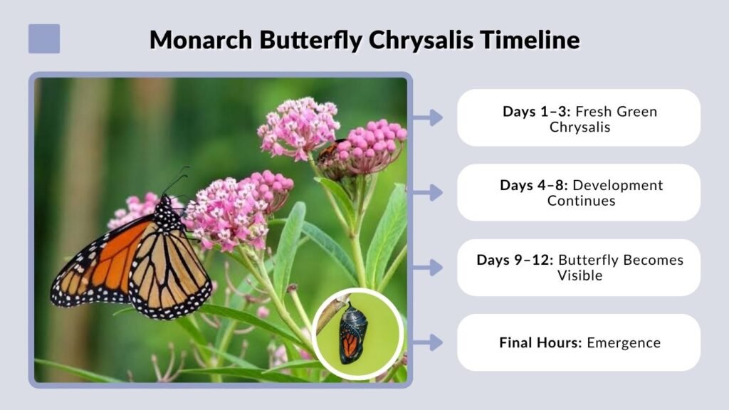 Monarch Butterfly Chrysalis Timeline