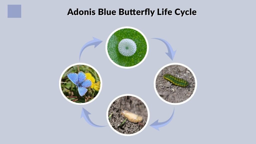 Adonis Blue Butterfly Life Cycle