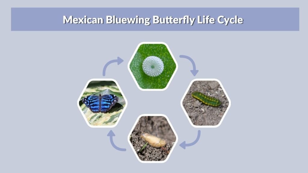 Mexican Bluewing Butterfly Life Cycle
