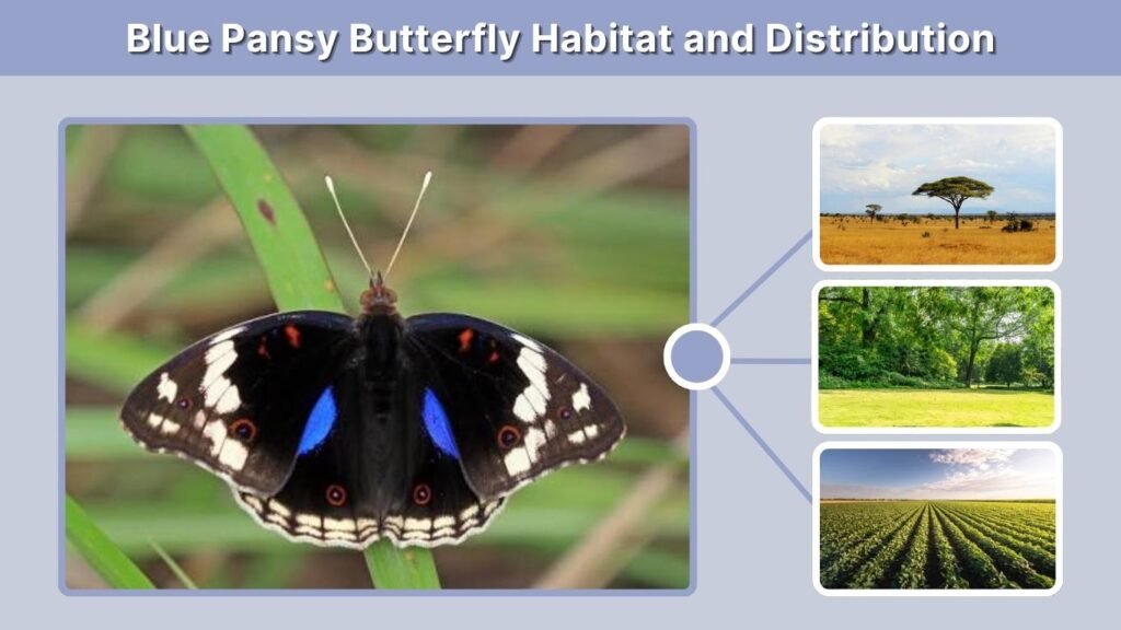 Blue Pansy Butterfly Habitat and Distribution
