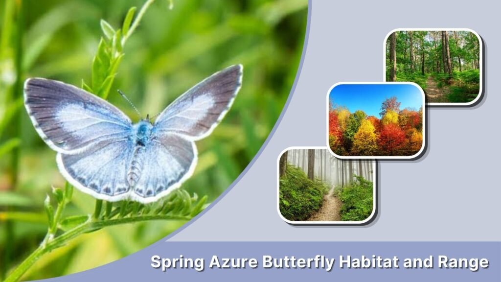 Spring Azure Butterfly Habitat and Range