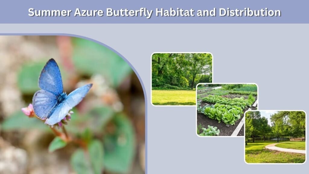 Summer Azure Butterfly Habitat and Distribution