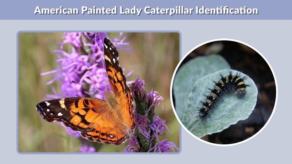 American Painted Lady Caterpillar Identification