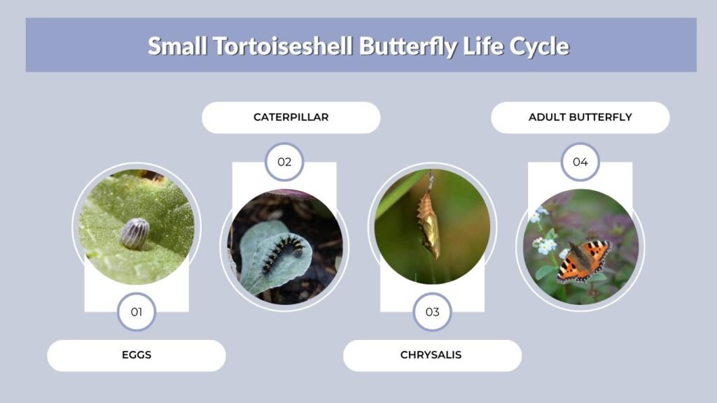 Small Tortoiseshell Butterfly Life Cycle