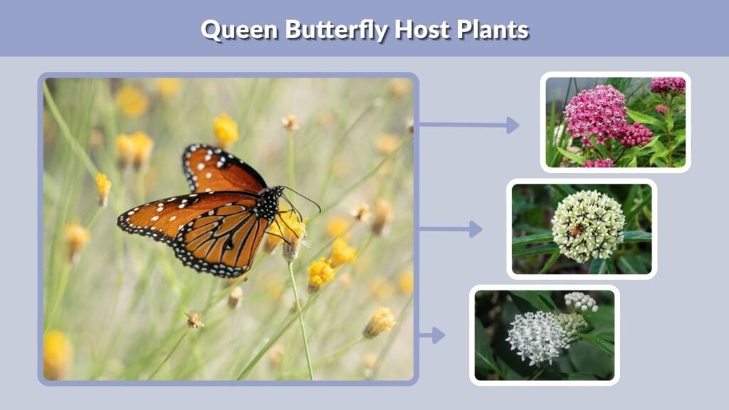 Queen Butterfly Host Plants