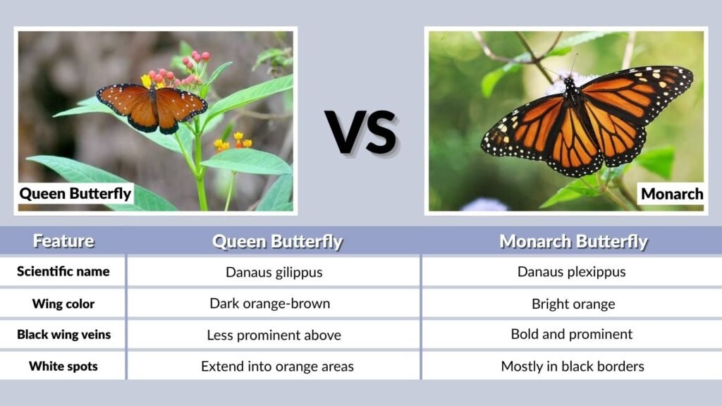 Queen Butterfly vs Monarch: Quick Comparison Chart