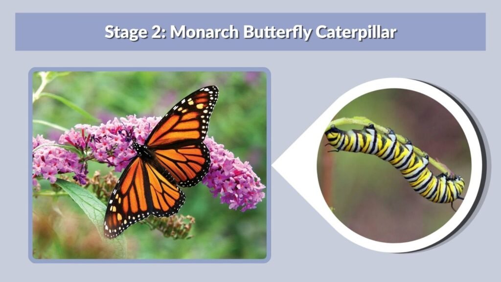 Stage 2: Monarch Butterfly Caterpillar