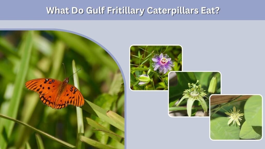 What Do Gulf Fritillary Caterpillars Eat?