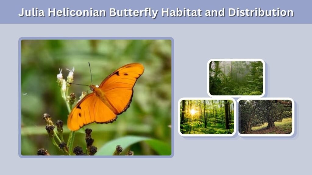 Julia Heliconian Butterfly Habitat and Distribution