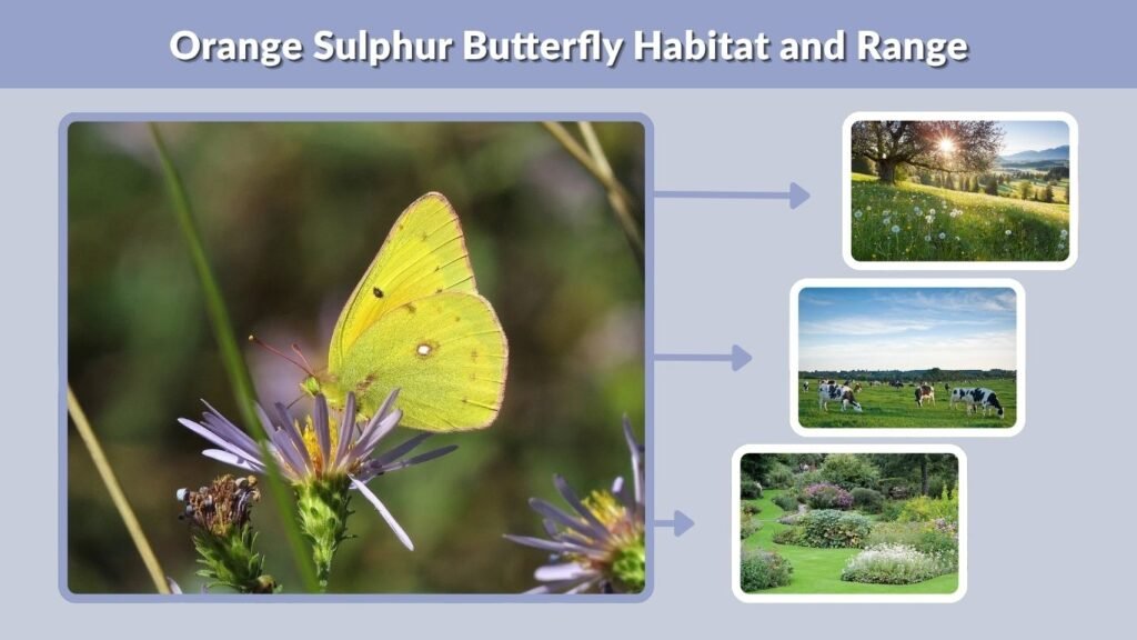 Orange Sulphur Butterfly Habitat and Range