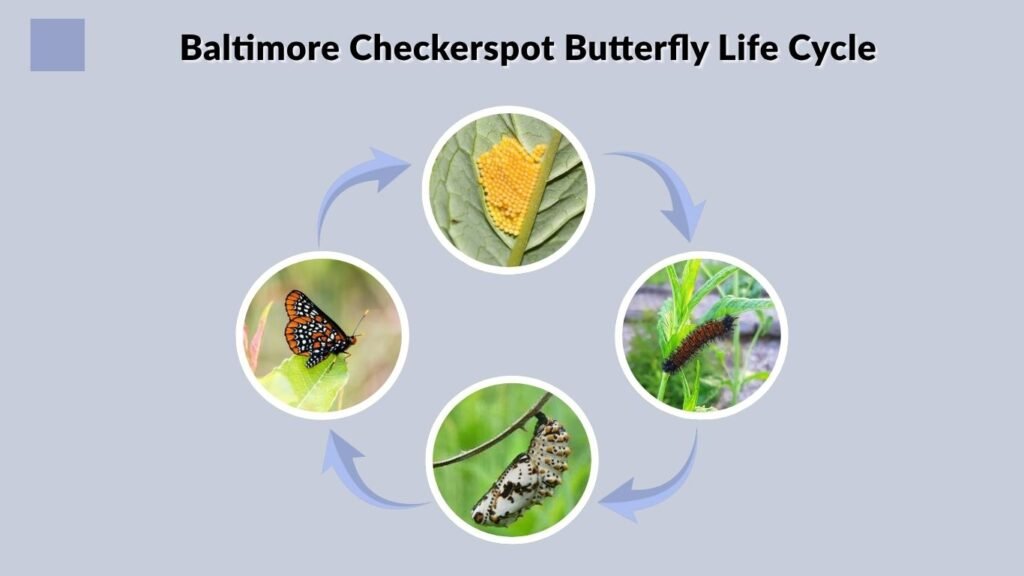 Baltimore Checkerspot Butterfly Life Cycle