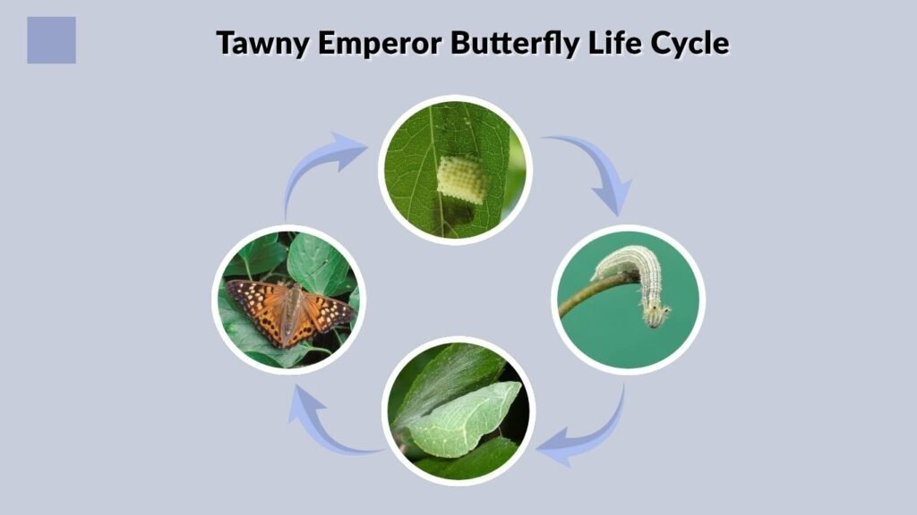Tawny Emperor Butterfly Life Cycle
