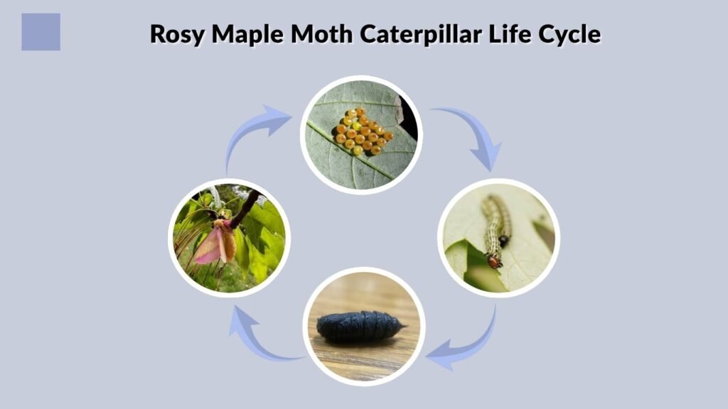 Rosy Maple Moth Caterpillar Life Cycle