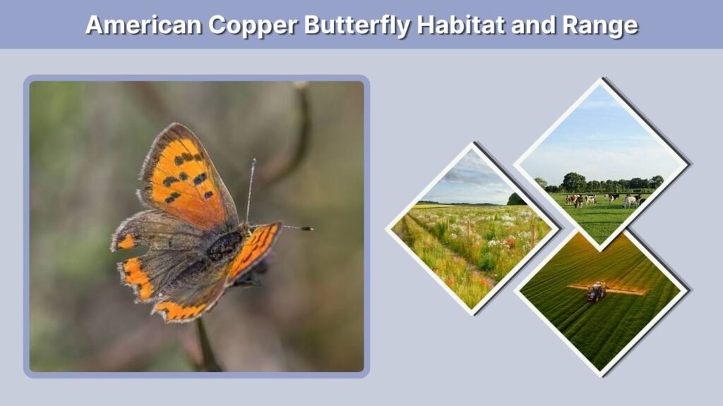 American Copper Butterfly Habitat and Range