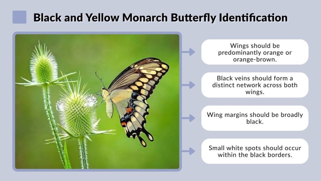 Black and Yellow Monarch Butterfly Identification