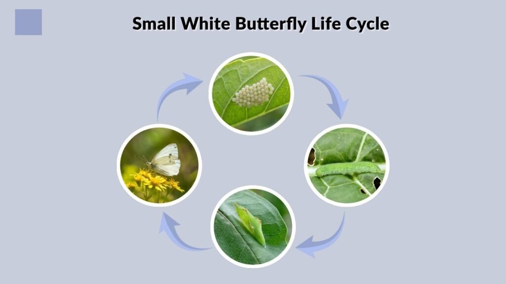 Small White Butterfly Life Cycle