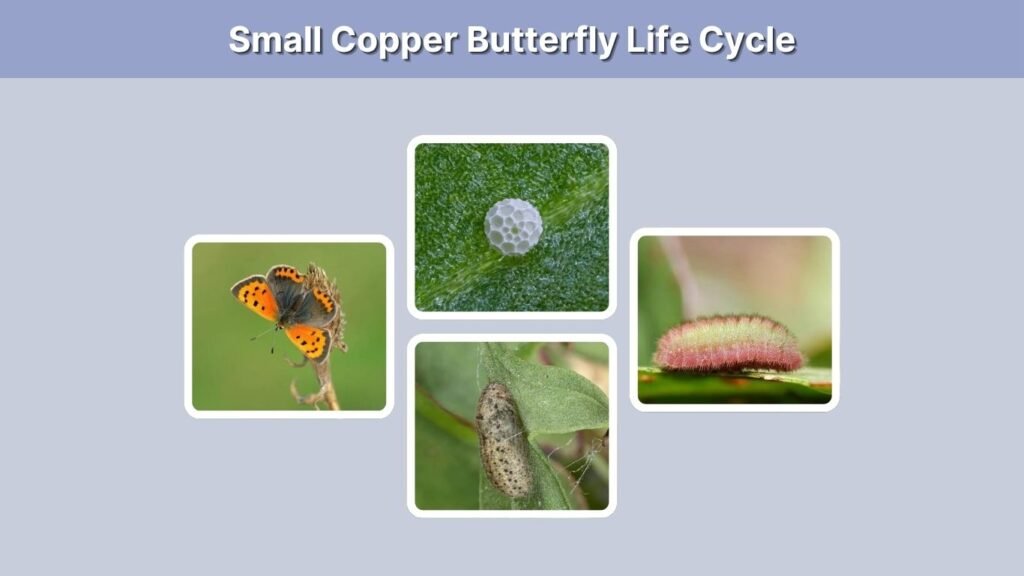 Small Copper Butterfly Life Cycle