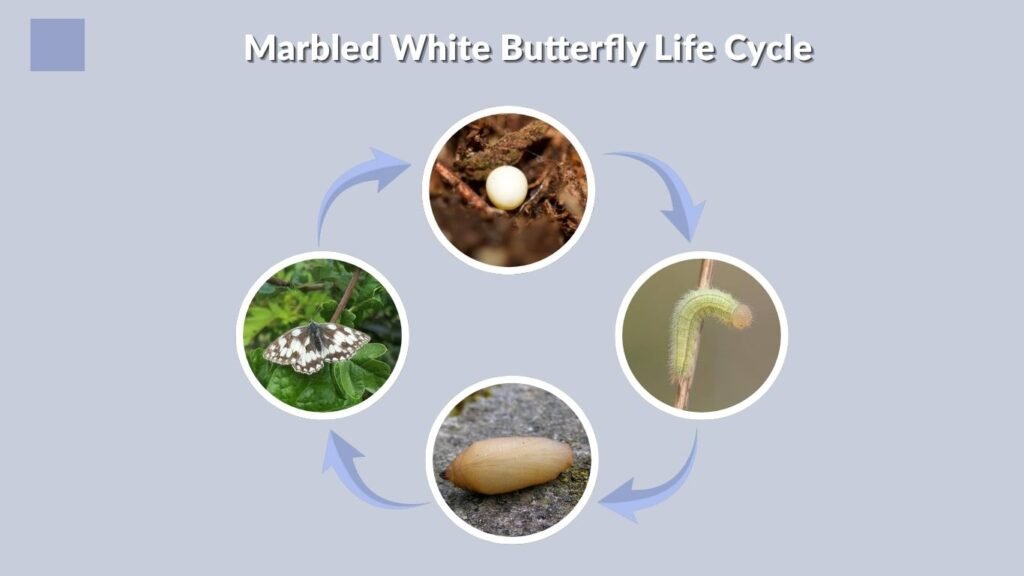 Marbled White Butterfly Life Cycle