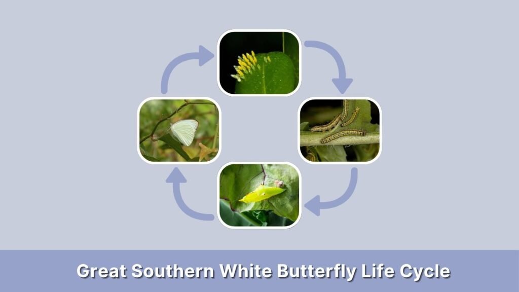 Great Southern White Butterfly Life Cycle