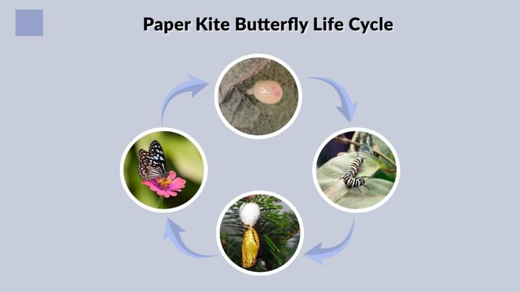 Paper Kite Butterfly Life Cycle