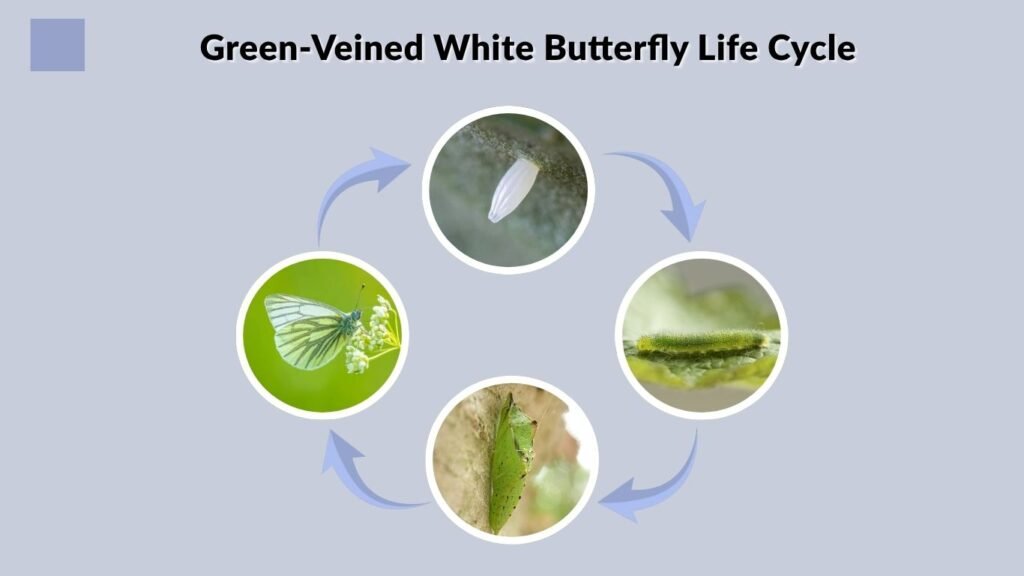 Green-Veined White Butterfly Life Cycle