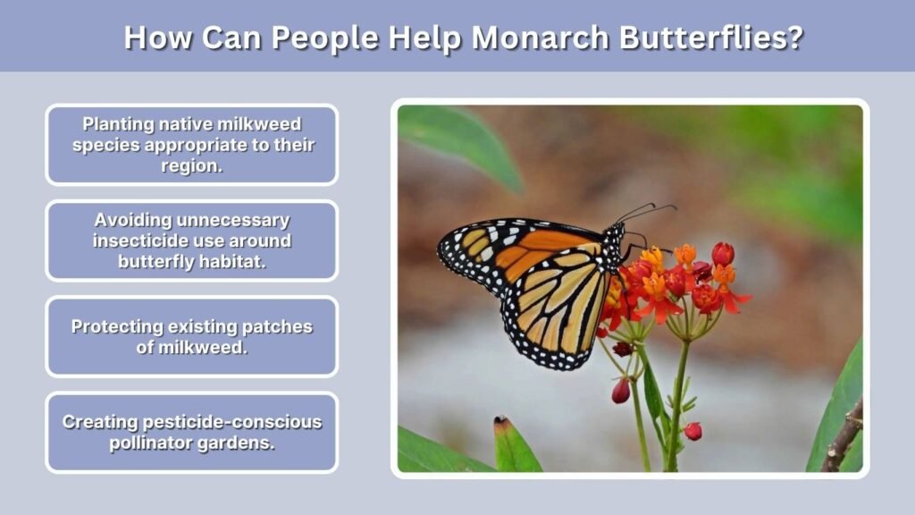 How Can People Help Monarch Butterflies?