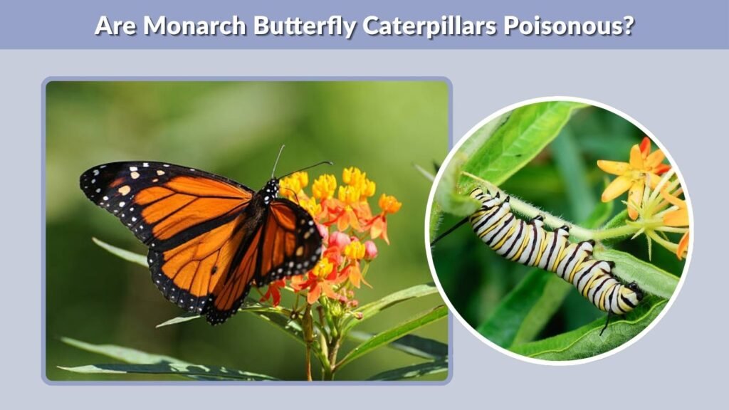 Are Monarch Butterfly Caterpillars Poisonous?