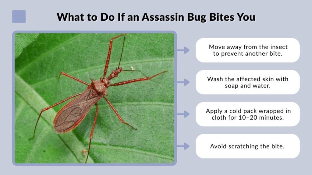 What to Do If an Assassin Bug Bites You