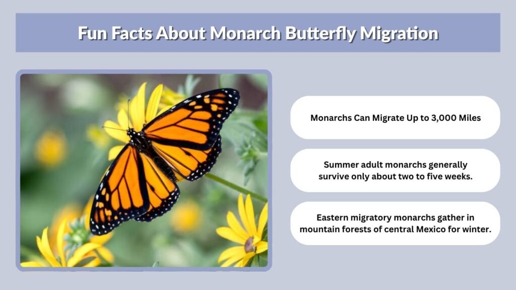 Fun Facts About Monarch Butterfly Migration