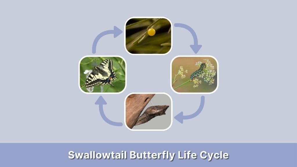 Swallowtail Butterfly Life Cycle