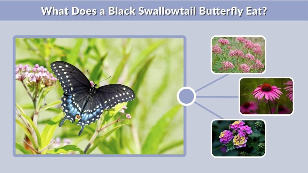 What Does a Black Swallowtail Butterfly Eat?