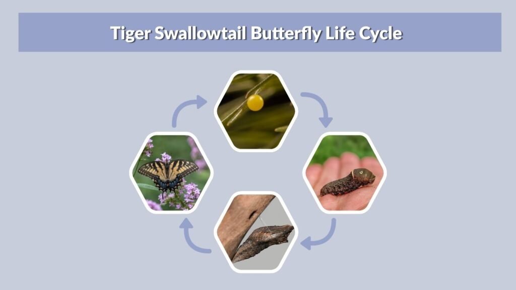 Tiger Swallowtail Butterfly Life Cycle