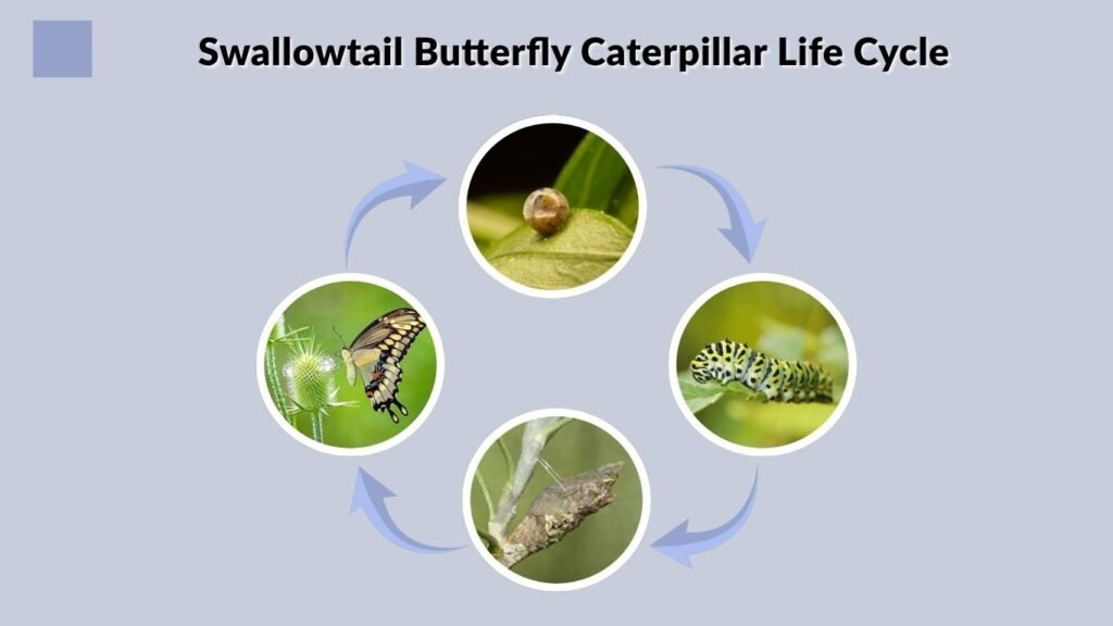 Swallowtail Butterfly Caterpillar Life Cycle