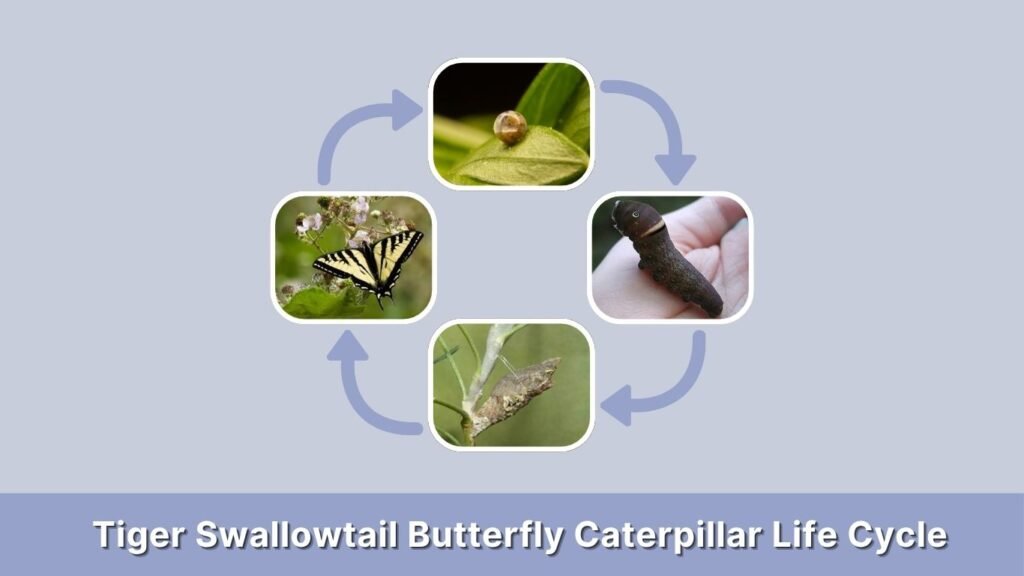 Tiger Swallowtail Butterfly Caterpillar Life Cycle