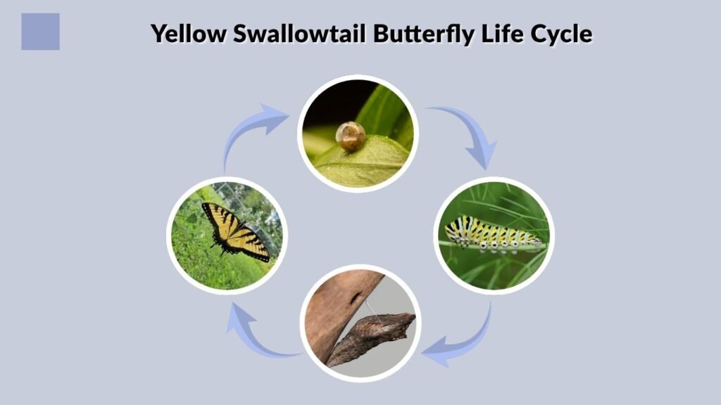 Yellow Swallowtail Butterfly Life Cycle