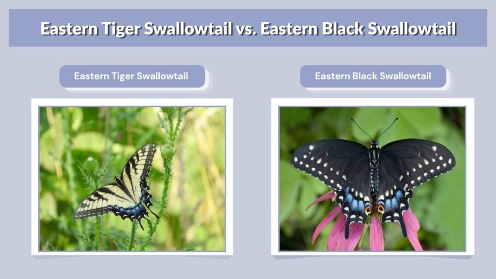 Eastern Tiger Swallowtail vs. Eastern Black Swallowtail