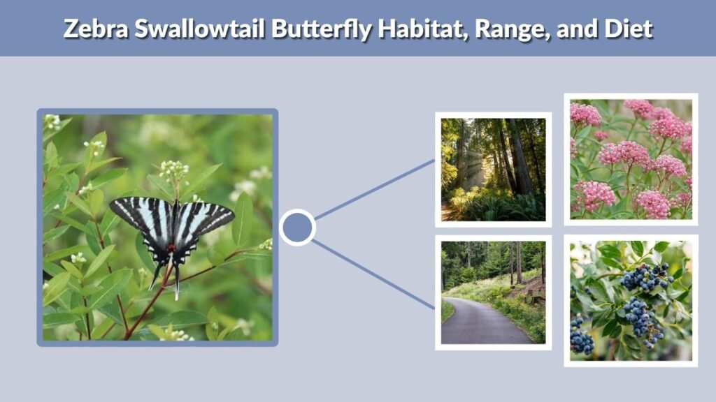 Zebra Swallowtail Butterfly Habitat, Range, and Diet