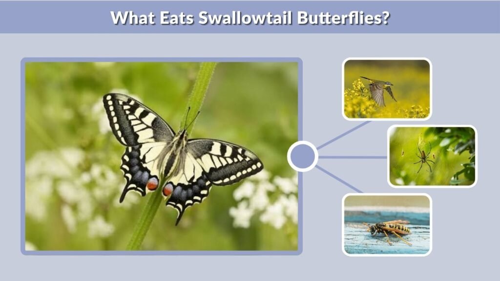 What Eats Swallowtail Butterflies?