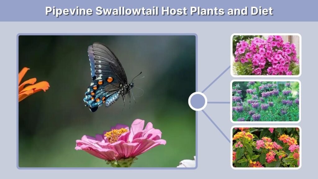 Pipevine Swallowtail Host Plants and Diet
