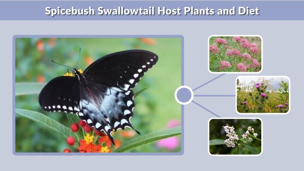 Spicebush Swallowtail Host Plants and Diet