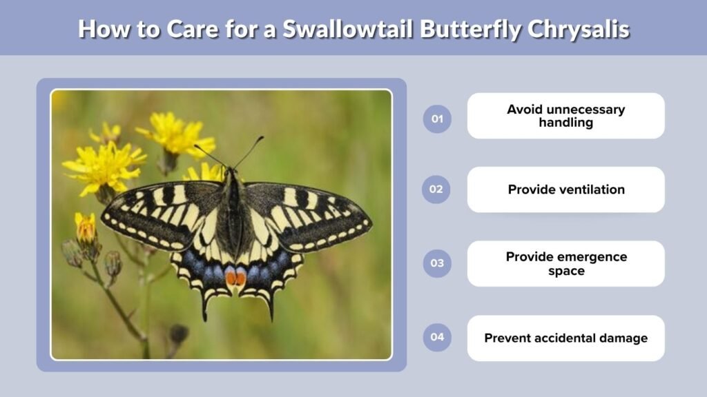 How to Care for a Swallowtail Butterfly Chrysalis