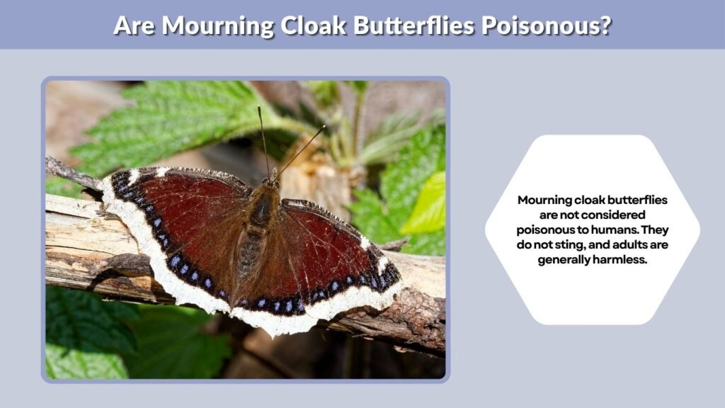 Are Mourning Cloak Butterflies Poisonous?