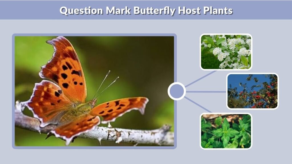 Question Mark Butterfly Host Plants